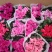 (带花苞)仙客来盆栽四季开花年宵花办公室内花卉植物兔子耳