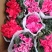(带花苞)仙客来盆栽四季开花年宵花办公室内花卉植物兔子耳