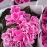 (带花苞)仙客来盆栽四季开花年宵花办公室内花卉植物兔子耳