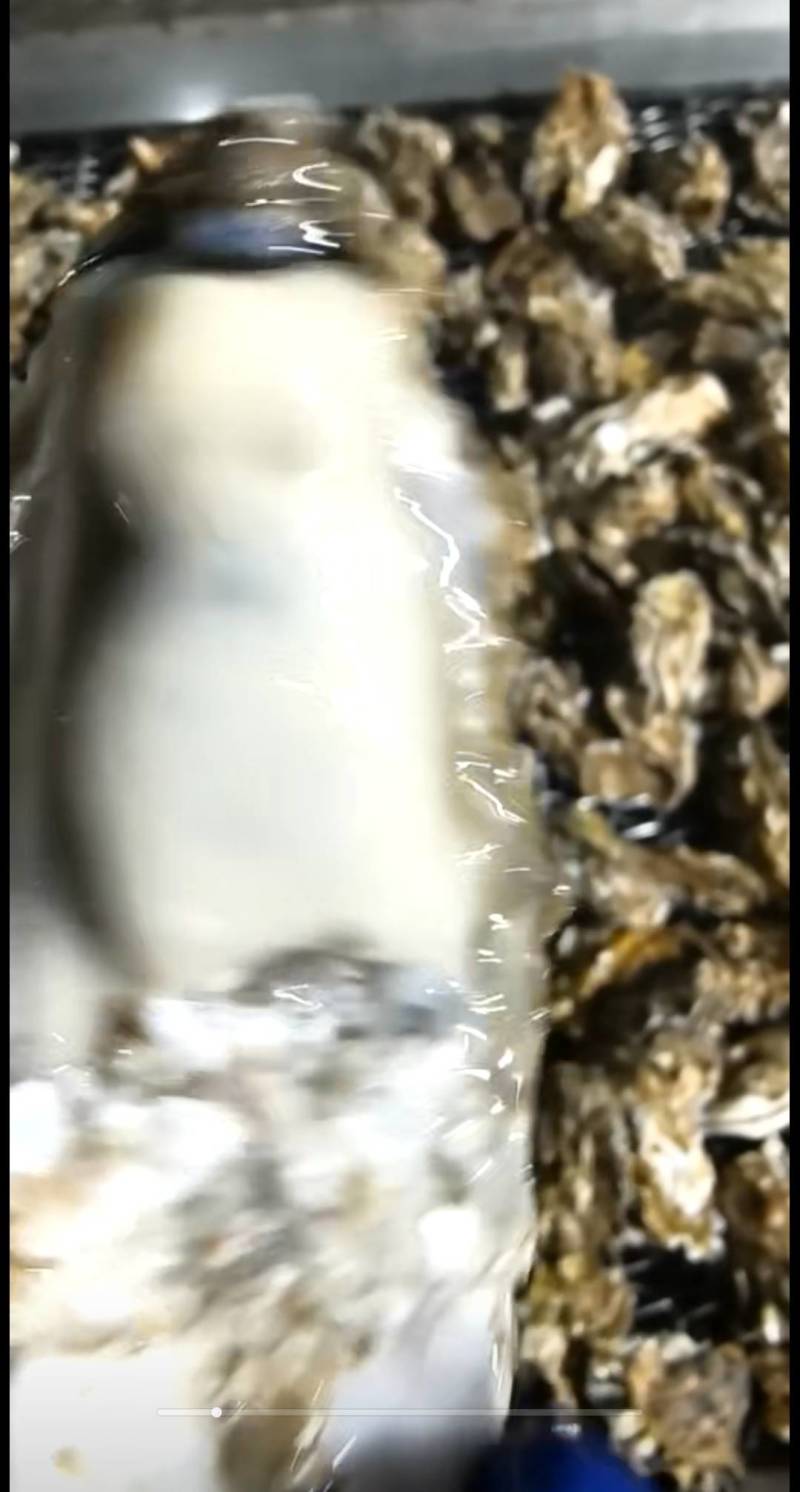 大家好，生蚝大量批发，欢迎您光临支持下单！