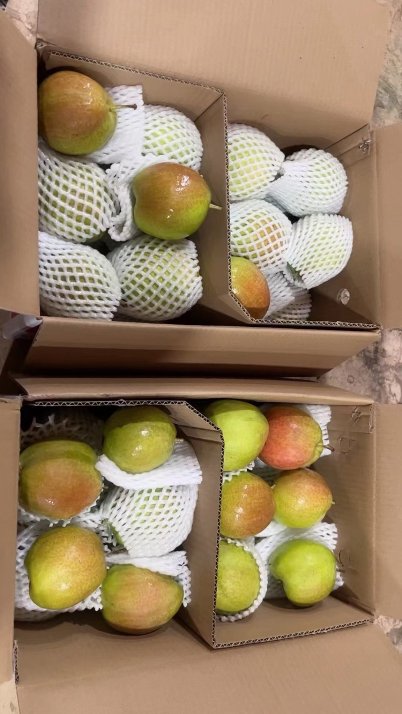 香梨香梨，产地供应链，全国接单