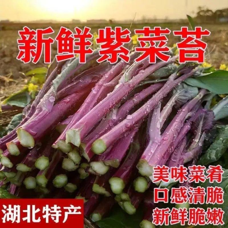 湖北精品红菜苔产地直发品质保证量大从优欢迎联系
