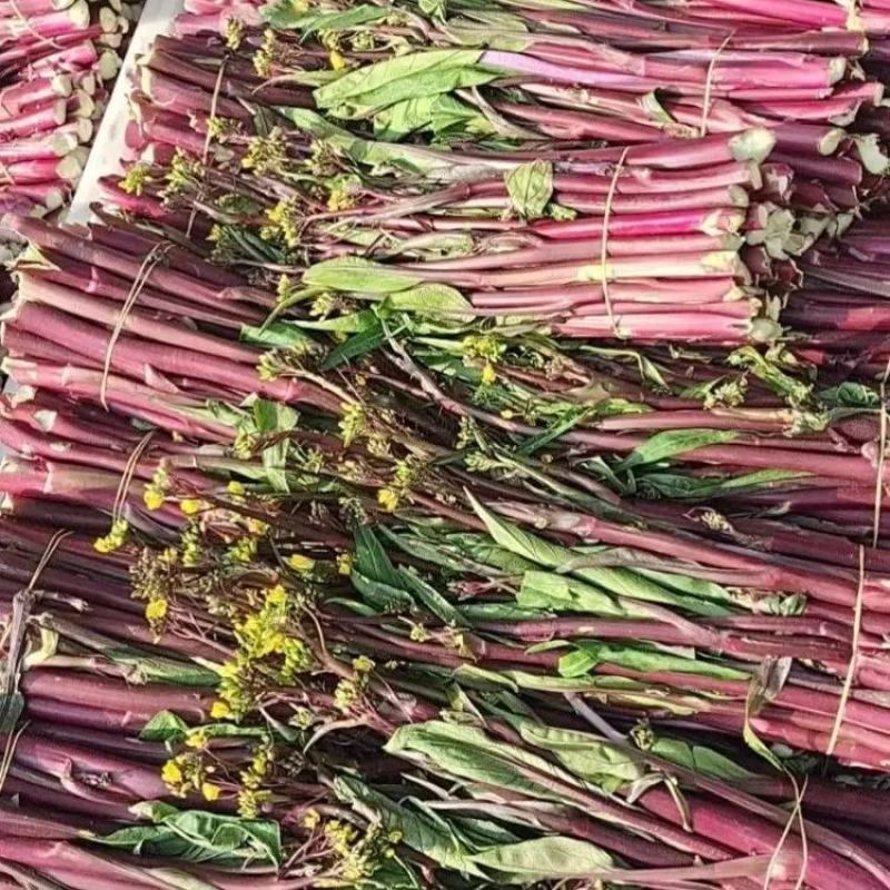 湖北精品红菜苔产地直发品质保证量大从优欢迎联系
