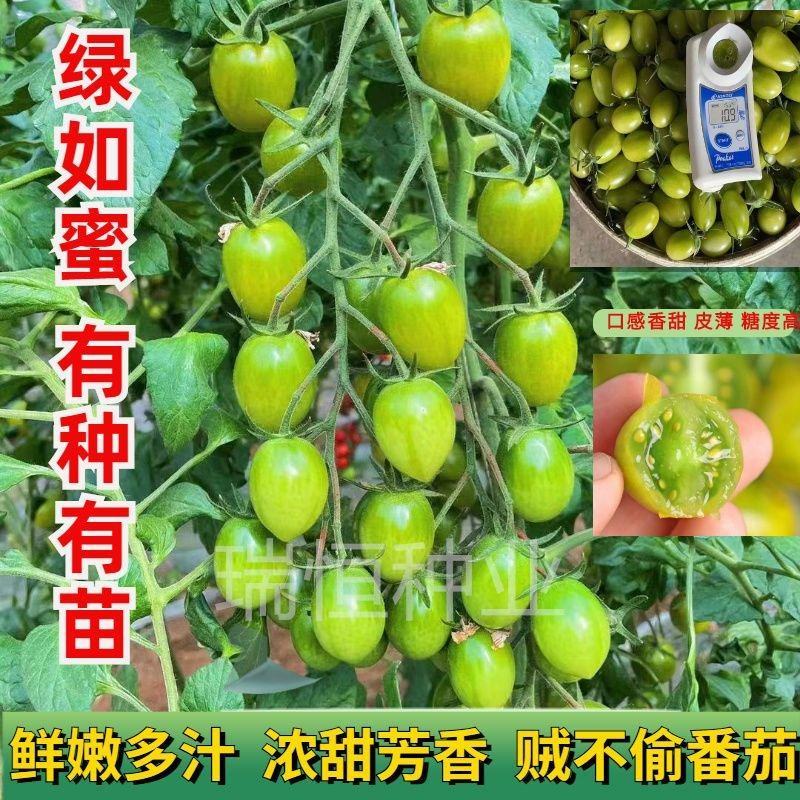 绿如蜜绿色樱桃小番茄苗子口感甜脆特色圣女果苗采摘小绿番茄