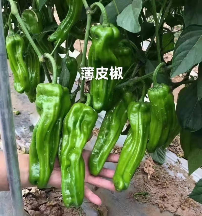 精品线椒苗四季种植现货直发品质保证欢迎咨询