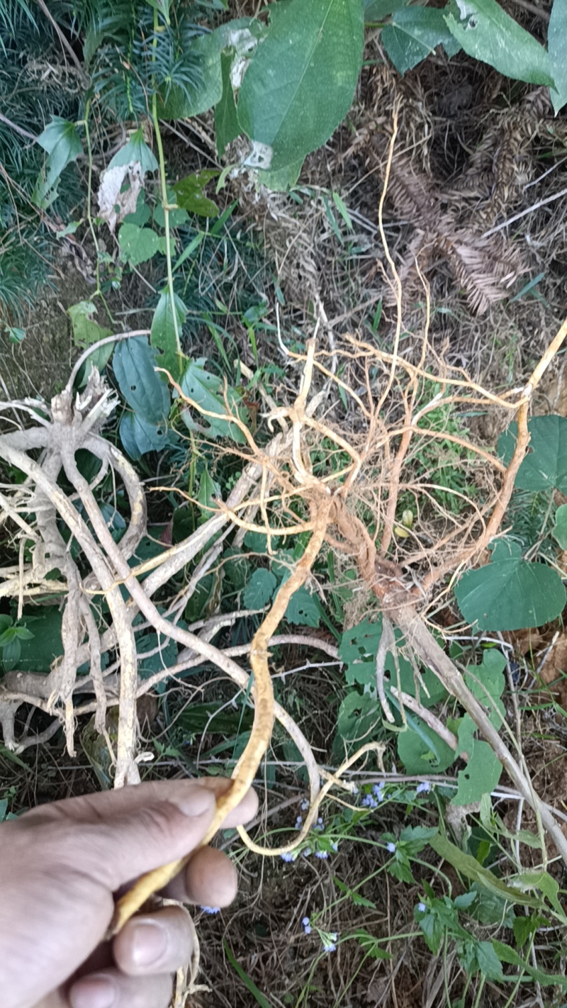野生无硫磺五指毛桃，产地直发，货源充足，欢迎客商来电