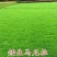 草坪种子狗牙根种子草种护坡固土四季常青马尼拉草籽庭院四季