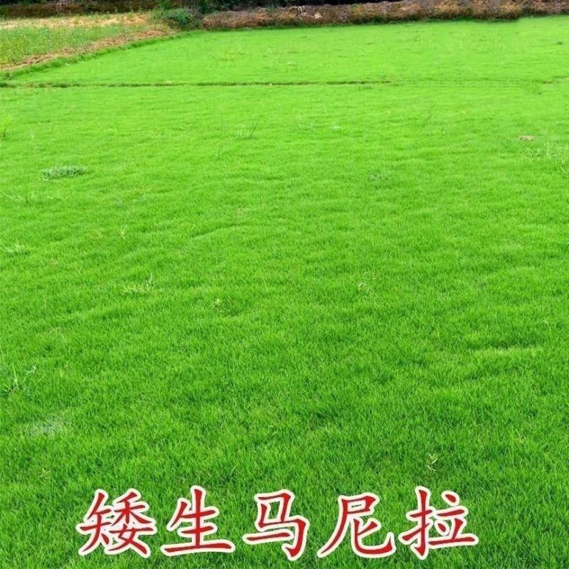 草坪种子狗牙根种子草种护坡固土四季常青马尼拉草籽庭院四季