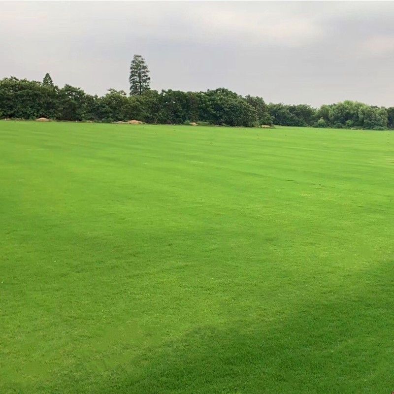 草坪种子狗牙根种子草种护坡固土四季常青马尼拉草籽庭院四季