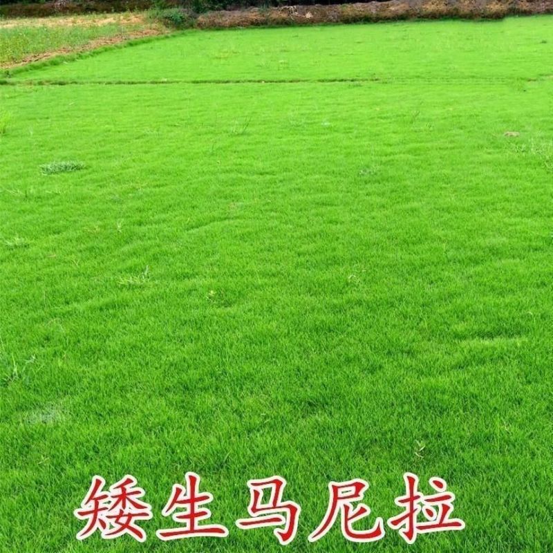 草坪种子狗牙根种子草种护坡固土四季常青马尼拉草籽庭院四季