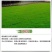 草坪种子狗牙根种子草种护坡固土四季常青马尼拉草籽庭院四季