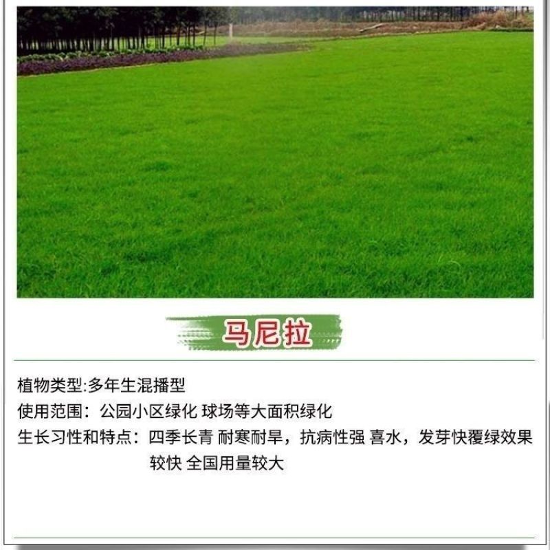 草坪种子狗牙根种子草种护坡固土四季常青马尼拉草籽庭院四季