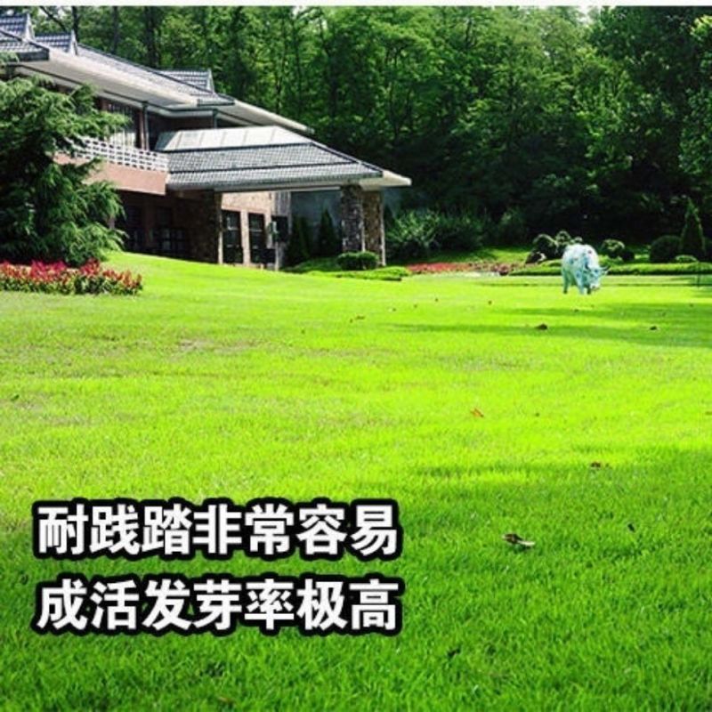 草坪种子狗牙根种子草种护坡固土四季常青马尼拉草籽庭院四季