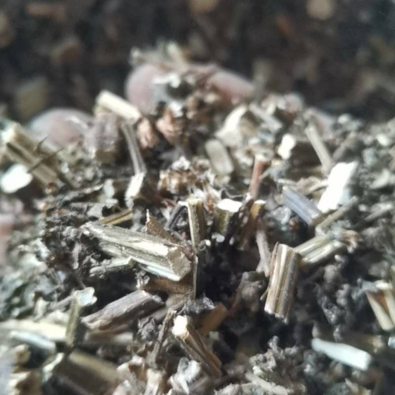 紫苏，非人工种植，田边地头自然生长，只有少量货源