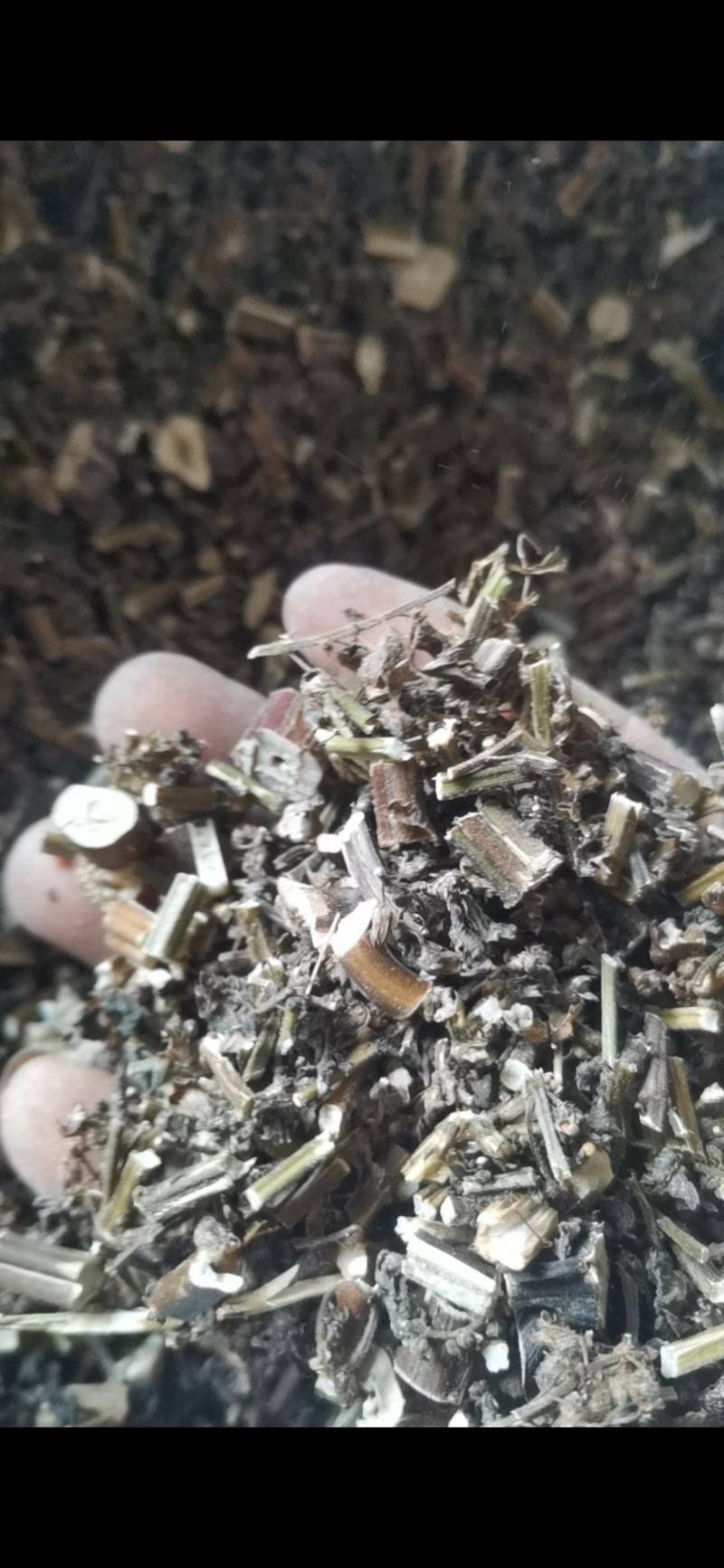 紫苏，非人工种植，田边地头自然生长，只有少量货源