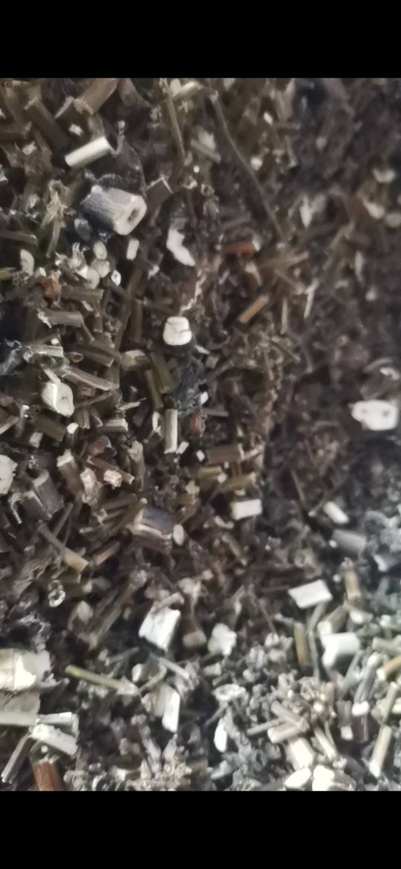 紫苏，非人工种植，田边地头自然生长，只有少量货源