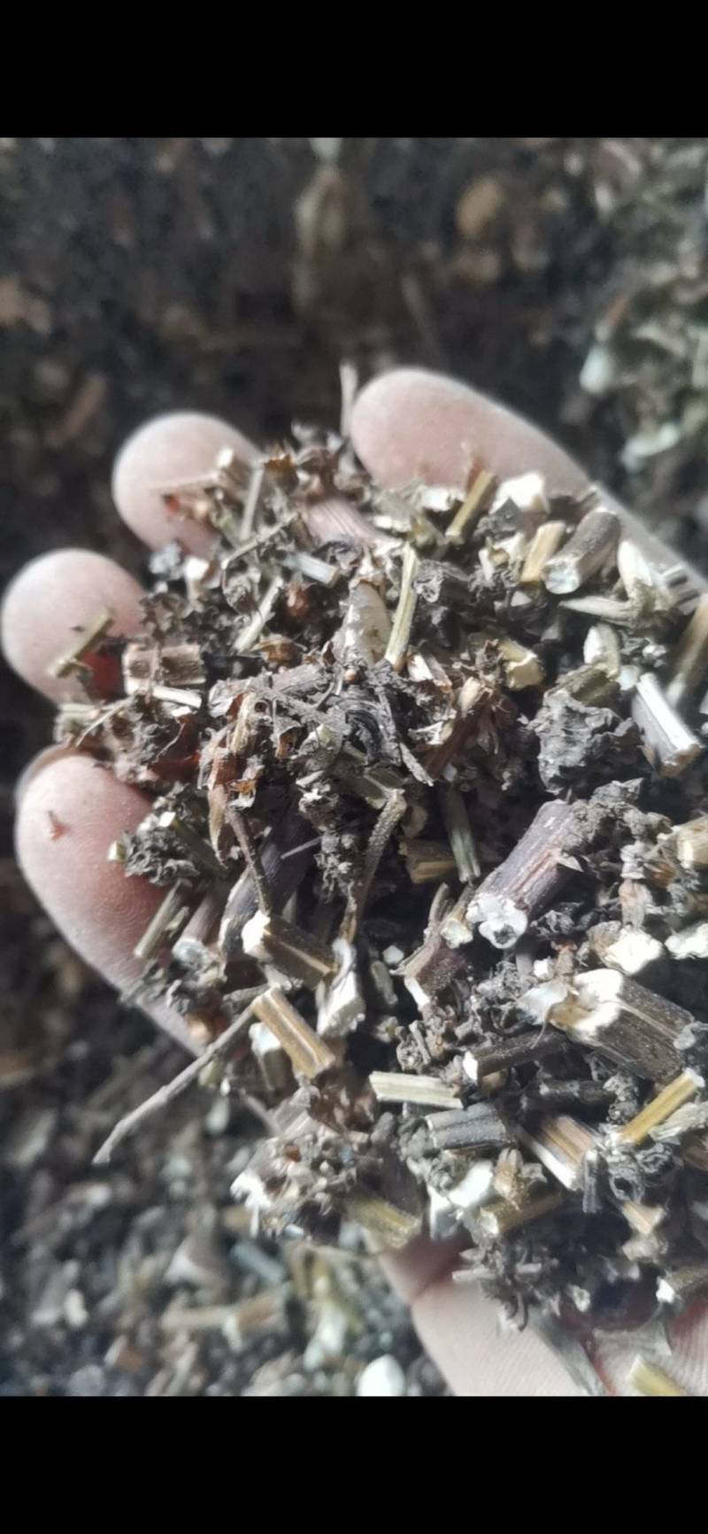 紫苏，非人工种植，田边地头自然生长，只有少量货源