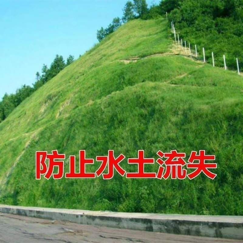 护坡固土草种护坡王草籽绿化草坪四季青耐旱种子植物护坡