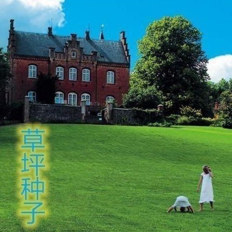 台湾2号草坪种子结缕草种子矮生四季青草籽台湾青种子台湾