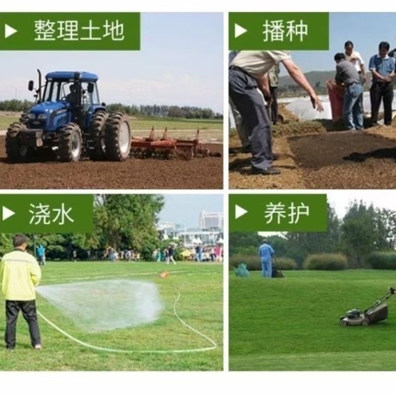 台湾2号草坪种子结缕草种子矮生四季青草籽台湾青种子台湾