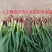 四季蒜苗红根蒜苗，看货论价，保值报量，支持视频看货