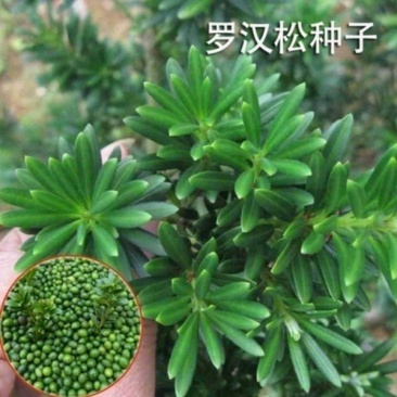 罗汉松种子珍珠雀舌小叶狹叶大叶叶罗汉柏台湾罗汉杉种子