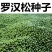 罗汉松种子珍珠雀舌小叶狹叶大叶叶罗汉柏台湾罗汉杉种子