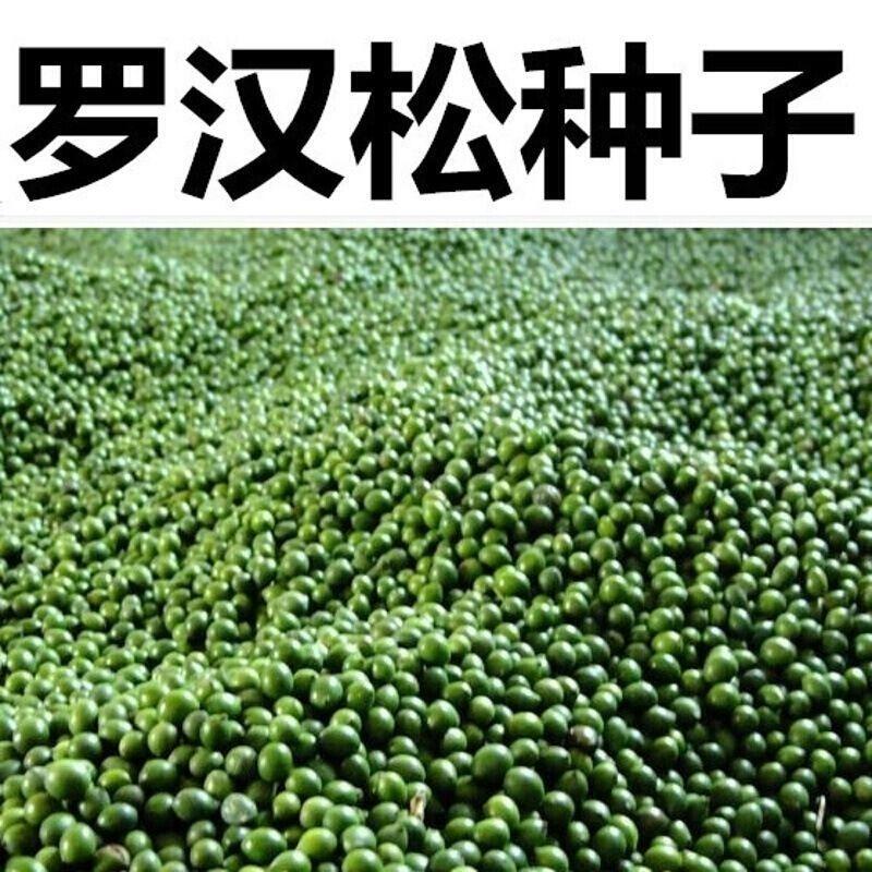 罗汉松种子珍珠雀舌小叶狹叶大叶叶罗汉柏台湾罗汉杉种子