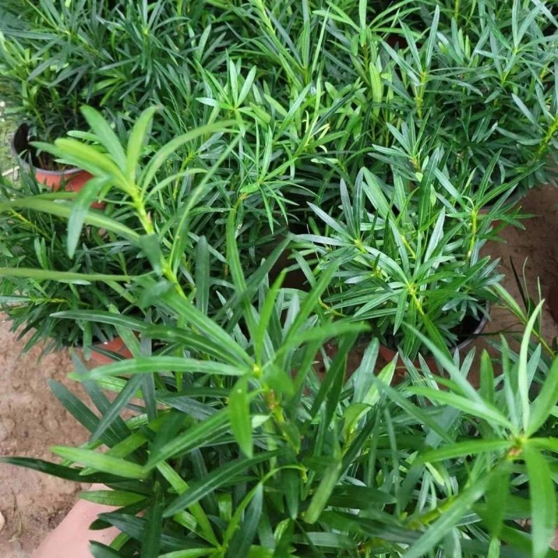罗汉松种子珍珠雀舌小叶狹叶大叶叶罗汉柏台湾罗汉杉种子