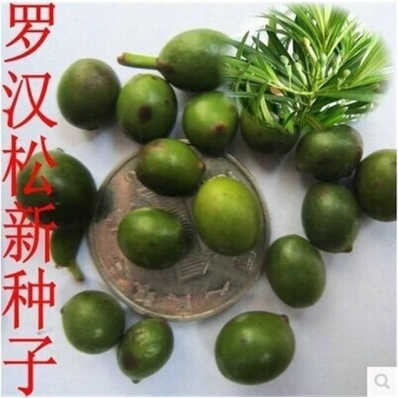 罗汉松种子珍珠雀舌小叶狹叶大叶叶罗汉柏台湾罗汉杉种子