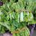 红菜苔，白菜苔，紫菜苔，保值保量，以质量论价，支持视频