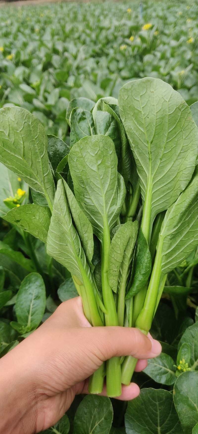 精品广东菜心四川成都出货量大