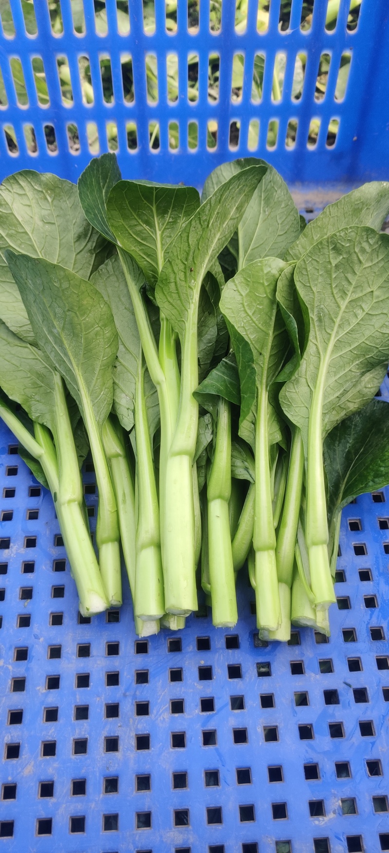 精品广东菜心四川成都出货量大