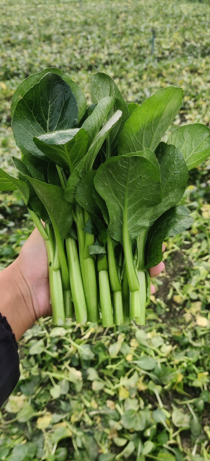 精品广东菜心四川成都出货量大