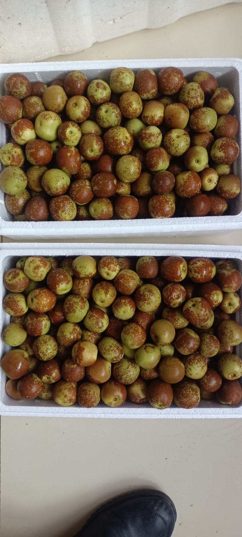 冬枣预订中