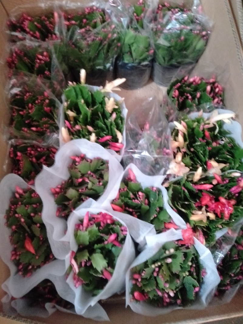 多色蟹爪兰带根发货大苗花卉多肉好植物室内盆栽四季