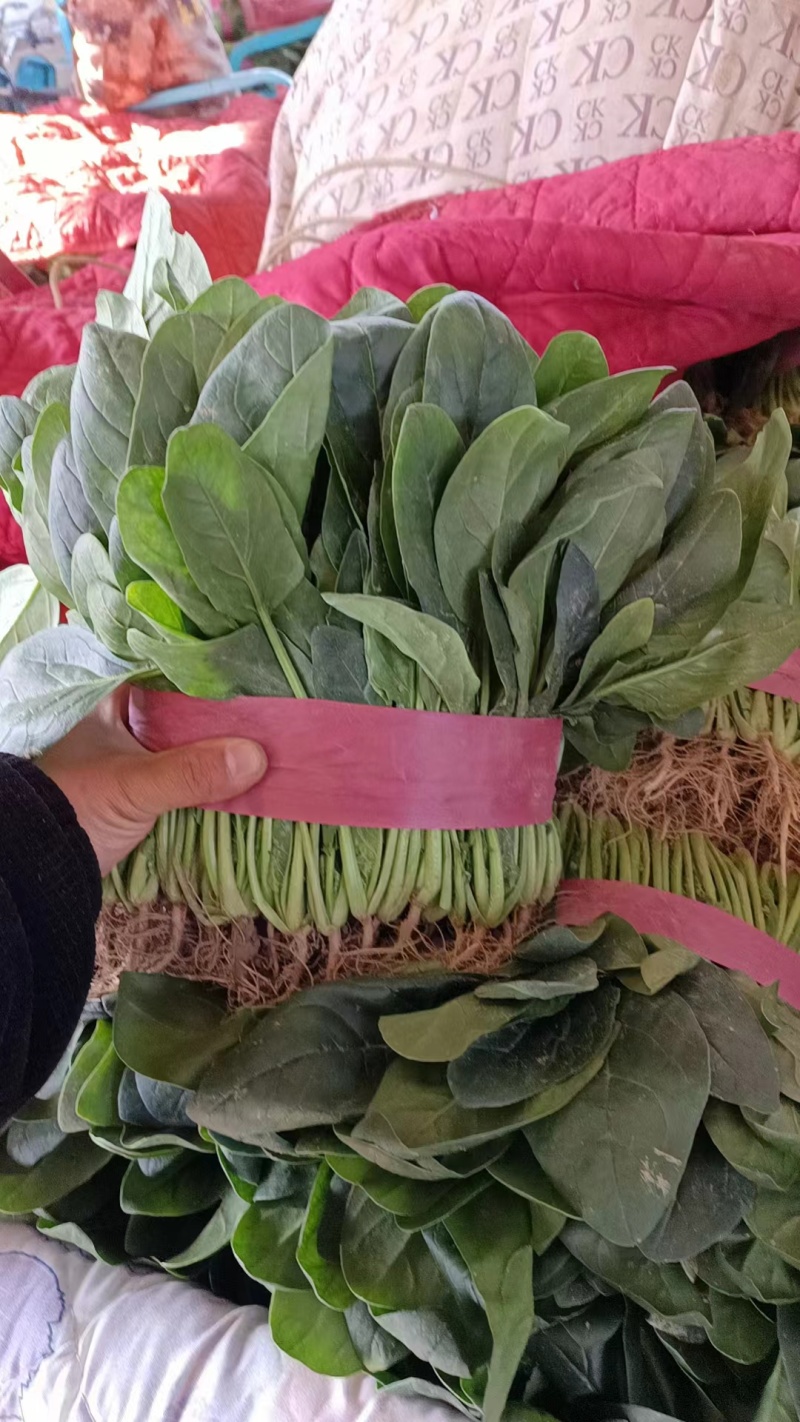 河南焦作一手货源菠菜新鲜翠绿，对接全国欢迎采购热卖中