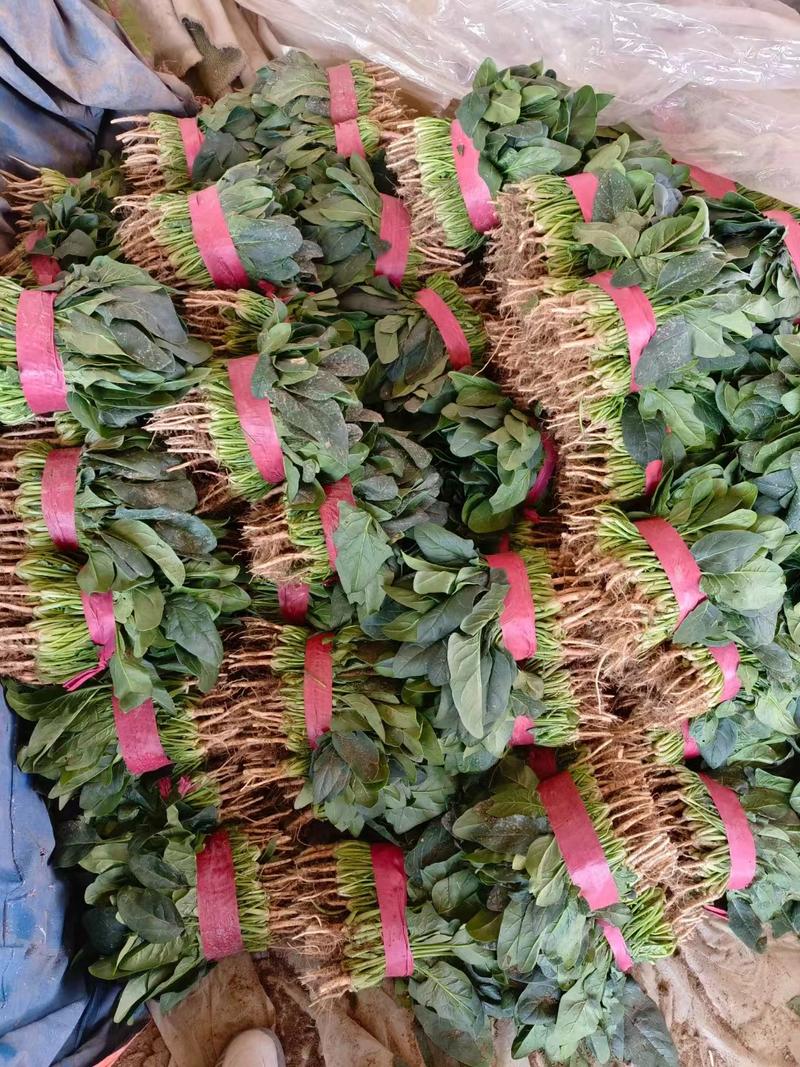 河南焦作一手货源菠菜新鲜翠绿，对接全国欢迎采购热卖中