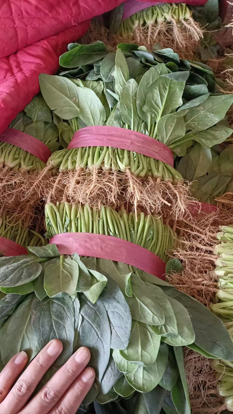 河南焦作一手货源菠菜新鲜翠绿，对接全国欢迎采购热卖中