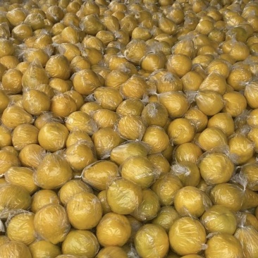 江永县粗石江40年老树香柚待批发出！