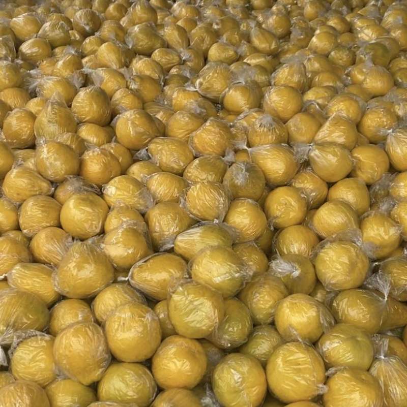 江永县粗石江40年老树香柚待批发出！