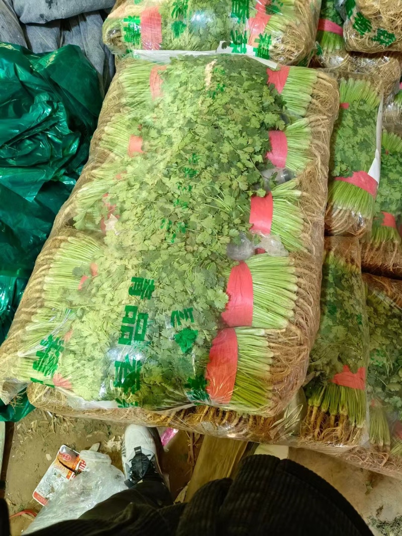 精品香菜新鲜一手货源，整车走货量大从优欢迎采购