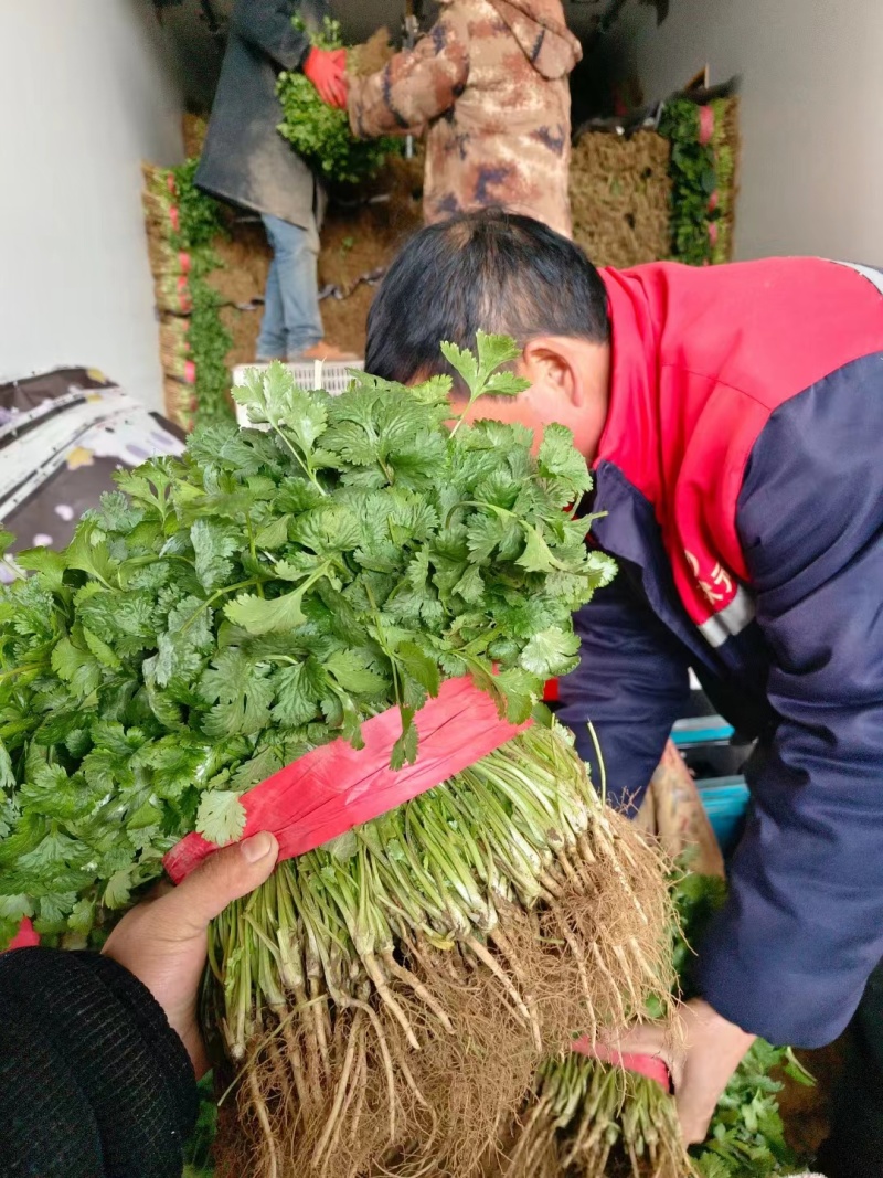 精品香菜新鲜一手货源，整车走货量大从优欢迎采购