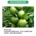 螯合铁液体叶面肥铁肥水溶肥果树蔬菜花卉预防黄叶植物黄化