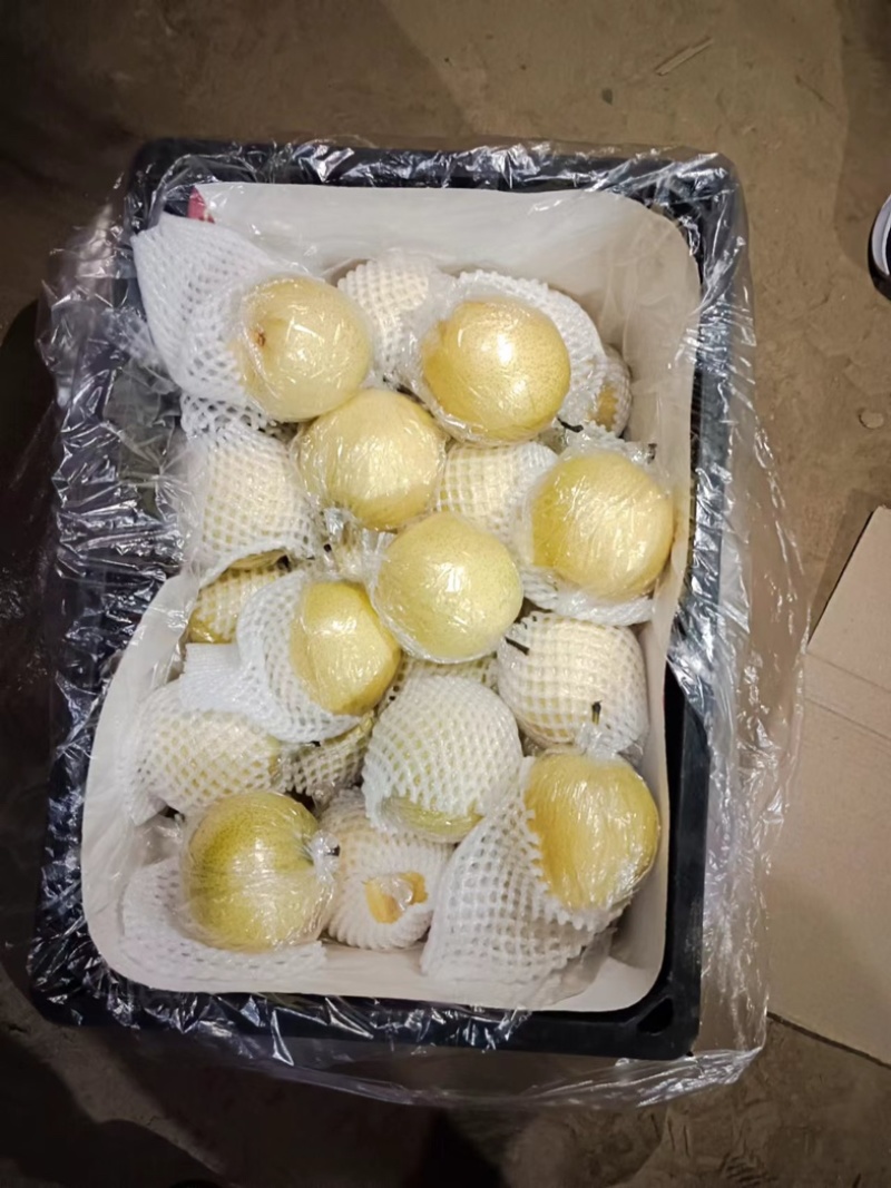 河北膜袋皇冠梨脆甜多汁一手货源可供商超欢迎下单