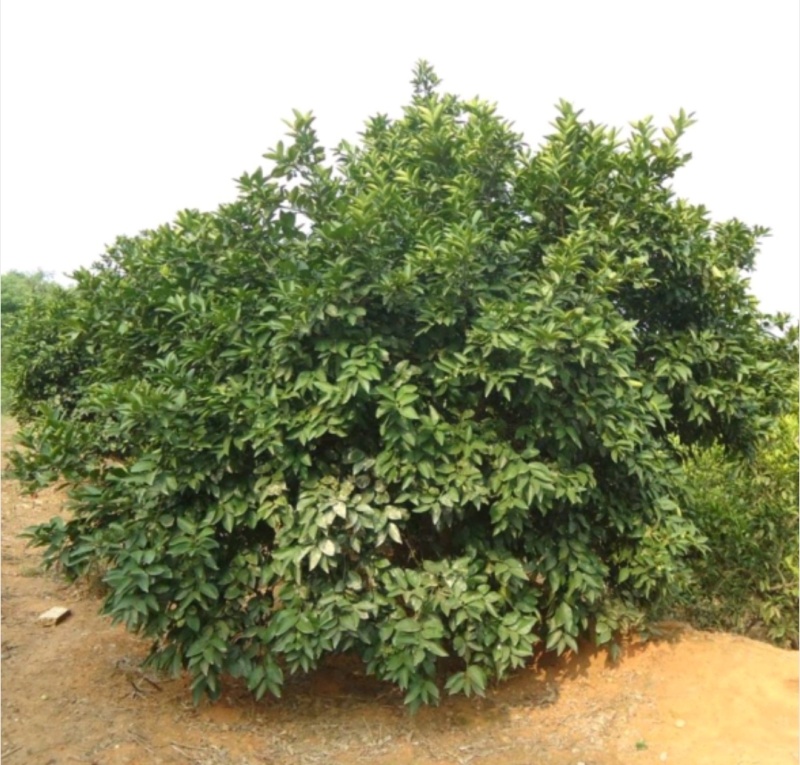 枳壳苗，枳壳药材原生直播苗，产地直发，现挖现发