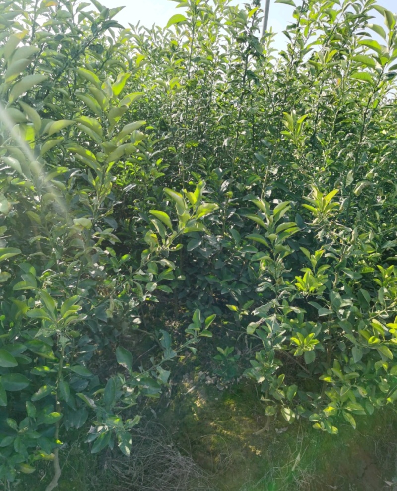 枳壳苗，枳壳药材原生直播苗，产地直发，现挖现发