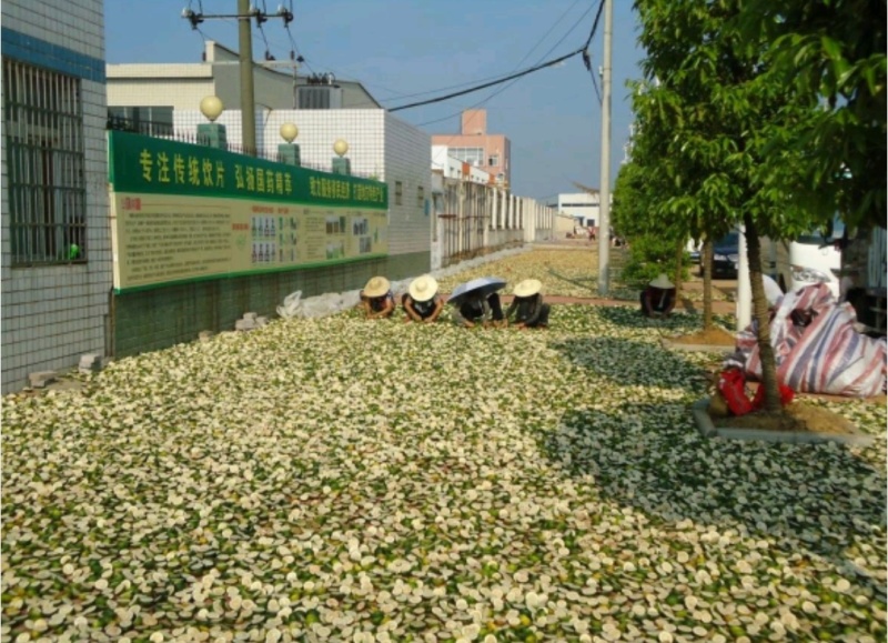 枳壳苗，枳壳药材原生直播苗，产地直发，现挖现发