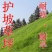 巴根草种子铁线草护坡草籽爬地草绊根草护坡种子防