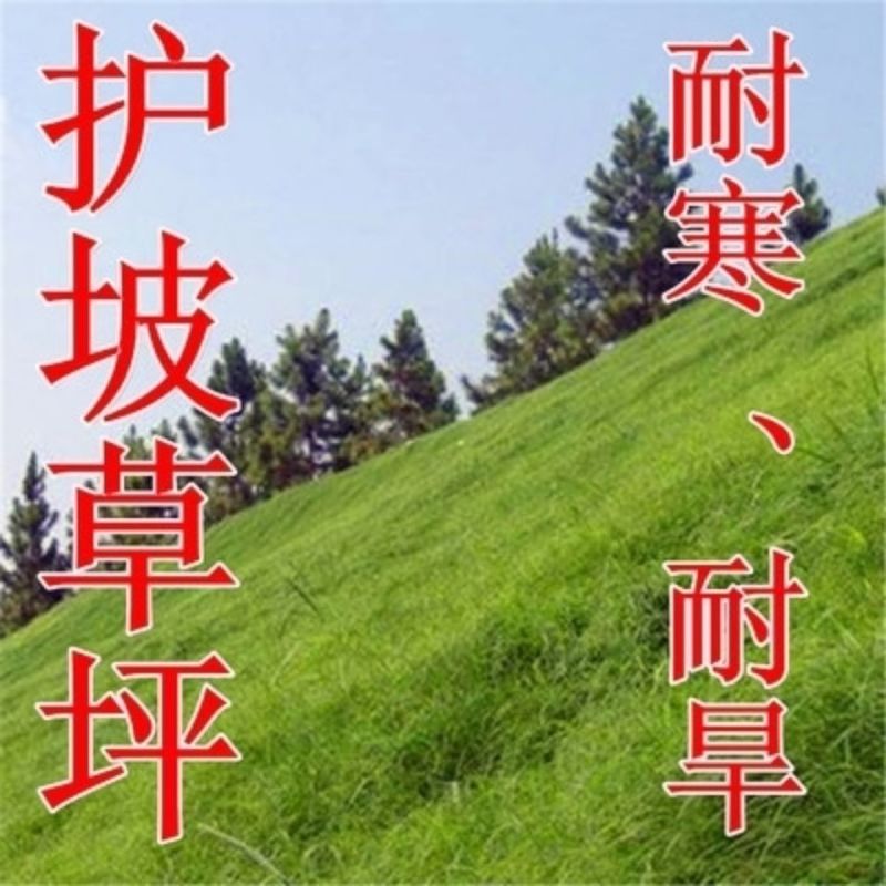 巴根草种子铁线草护坡草籽爬地草绊根草护坡种子防